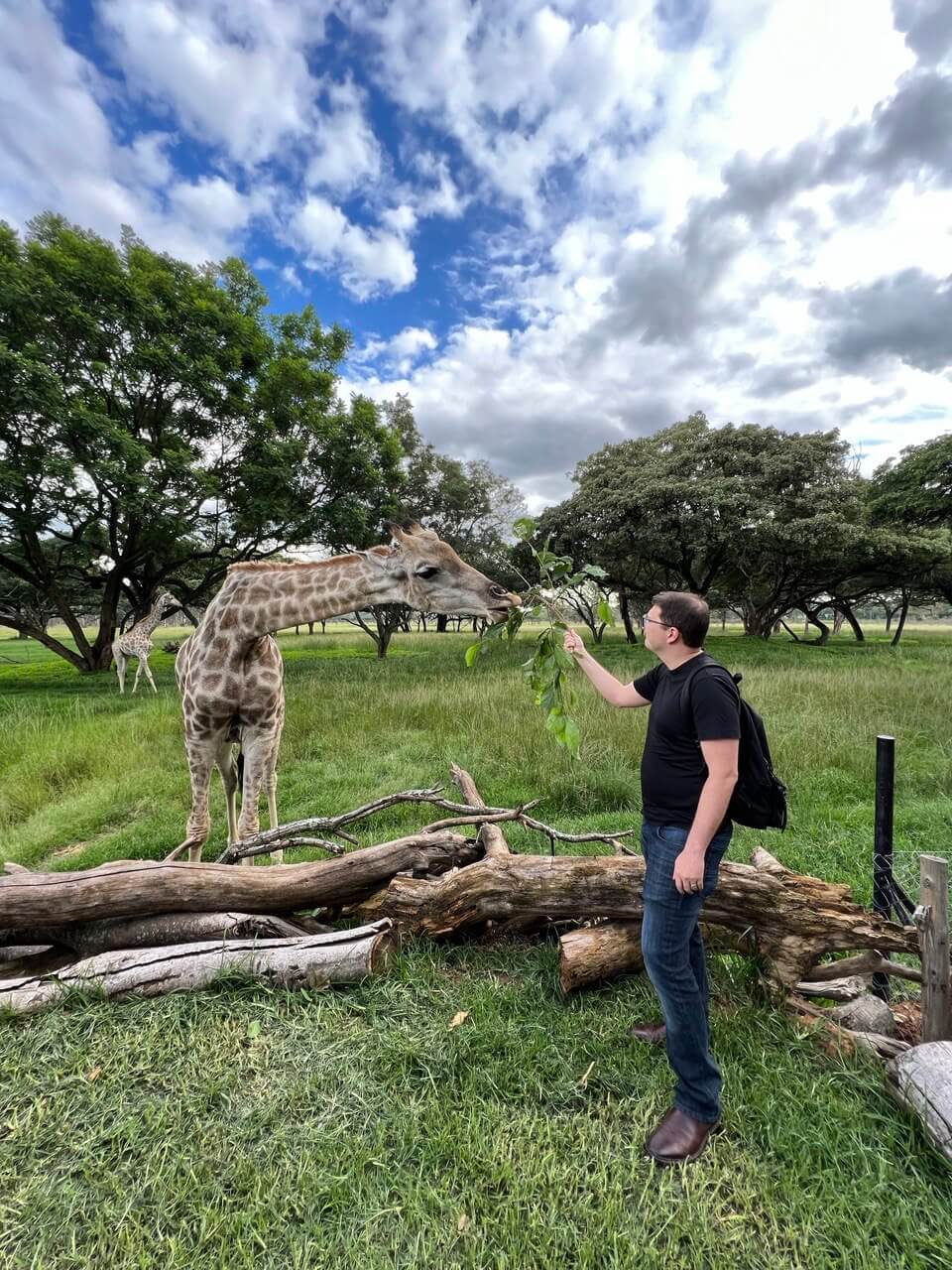 Feeding a giraffe at a reserve in southern Africa